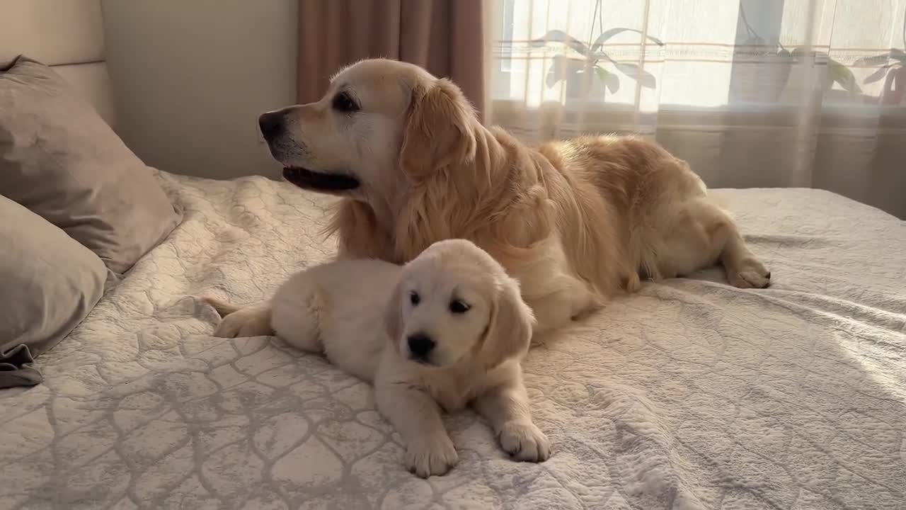 What does a Puppy do when a Golden Retriever ignores him