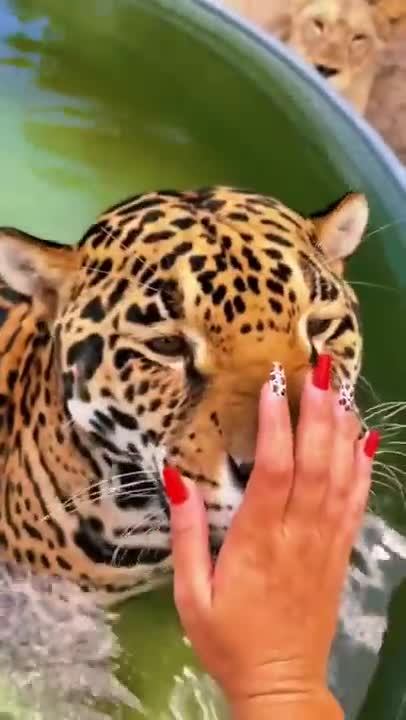 Beautiful Jaguar