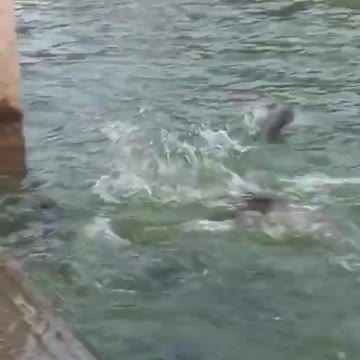 Funniest animals comedy scenes in wall funny comedy