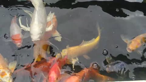 koi fish sa wala pa ang odette