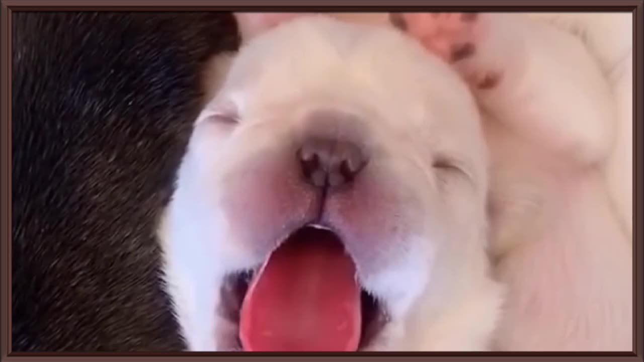 Sleepy Cute Dog Baby 🍼😱😍