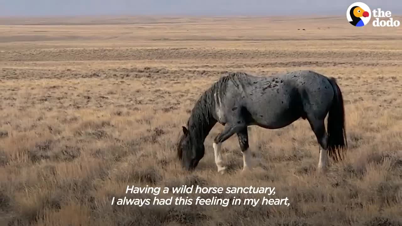 Woman Spends Over A Year Trying To Find Wild Horse And All Of His Mares And Babies | The Dodo