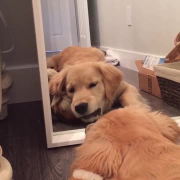 gotta check my growl & bite is right