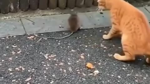 Cat and Rat funny moment