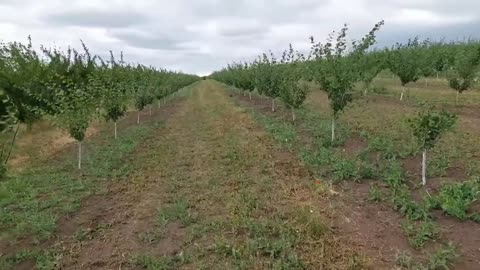 Picking Billions Of Plums In California
