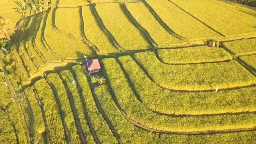 Green world drone video