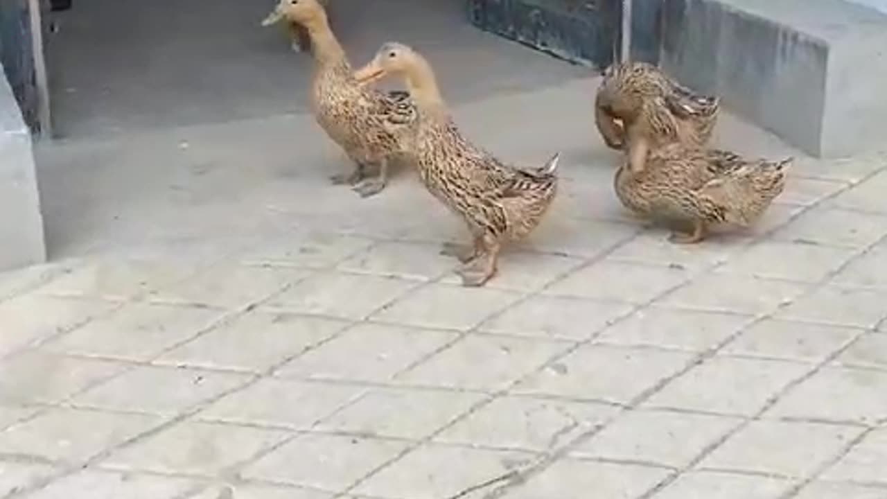 Unity of ducks