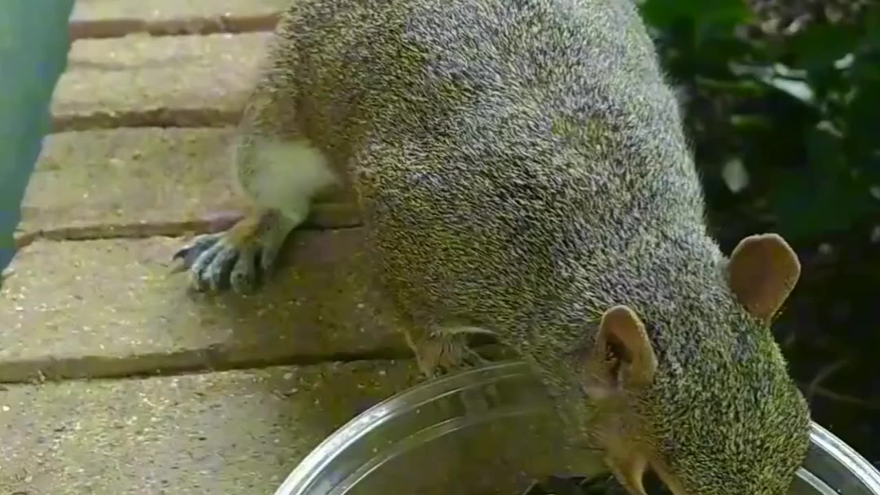 This squirrel likes to hang out on our carport with me🐿️🐾 she's safe from the predators