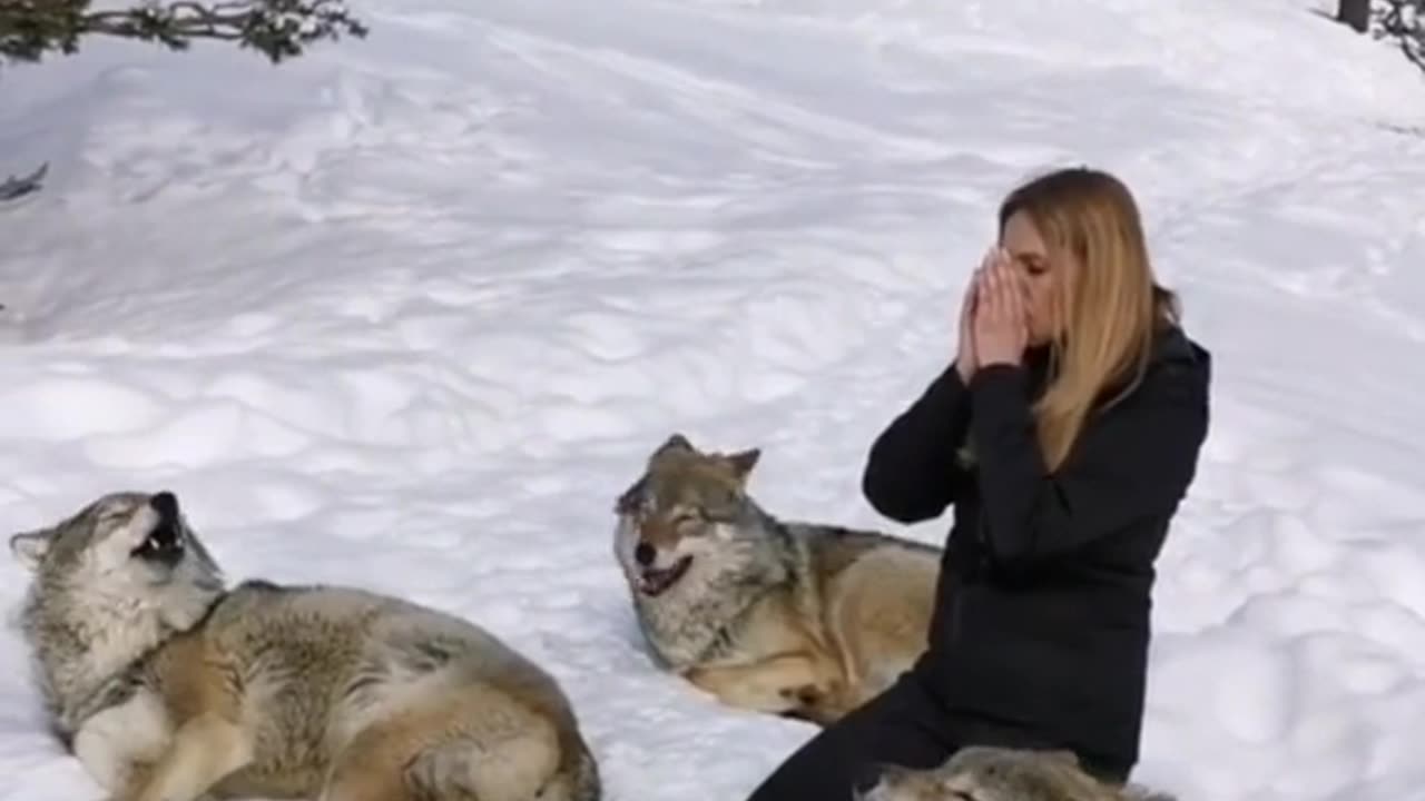 ANNEKA SVENSKA`S WOLVES