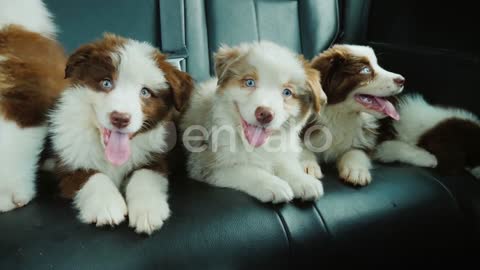 Blue_Eyes_Dogs_Are_Smiling.