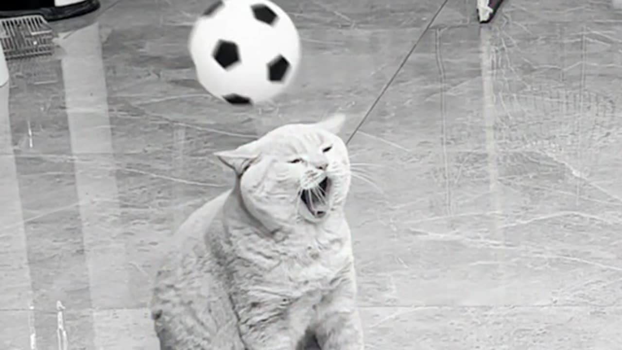 catsare playing football funny cats thaheem73 rumble