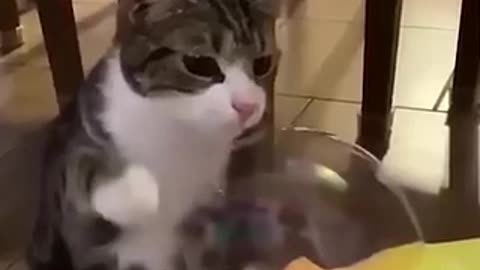 Funny animals 2024