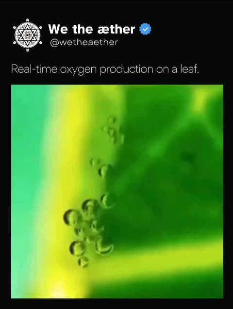 Real time oxygen production on a leaf
