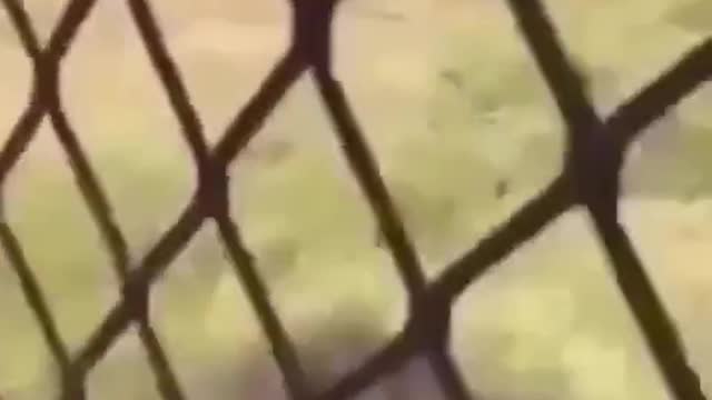 Man jumps into a Lion Cage and Regrets his Decision.