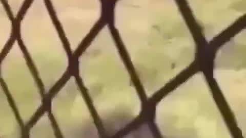 Man jumps into a Lion Cage and Regrets his Decision.