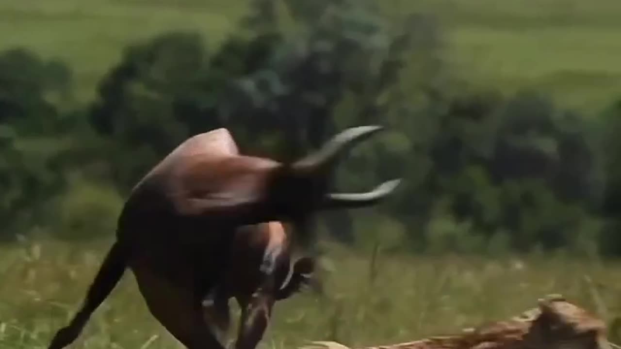 deer trying to catch up with my deadlines!
