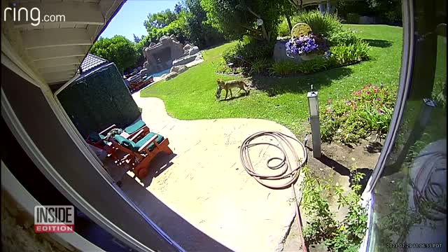 Mother of Toddler Attacked by Coyote Intends to Sue Huntington Beach