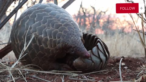 Cute pangolin animals life of Amazon original sound
