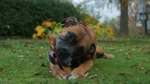 Dog playing with wooden stick