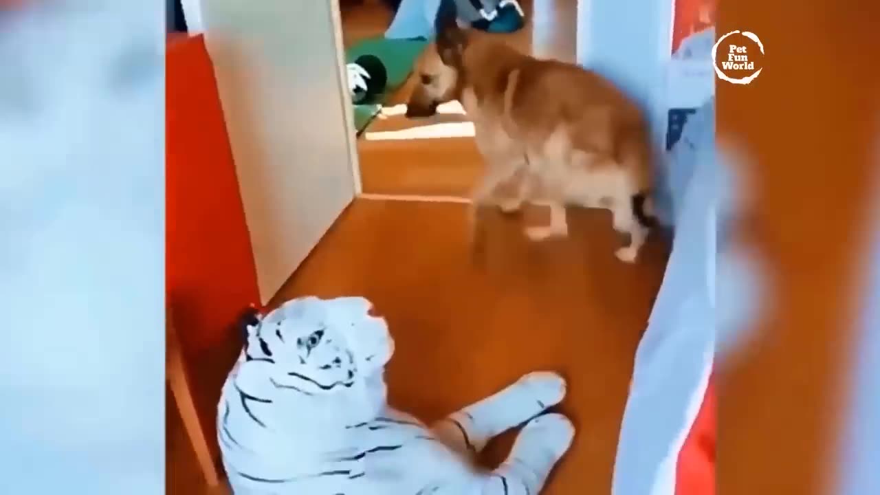 Funniest Animals New Funny Cats and Dogs Videos - Ep.22