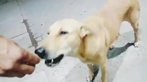 Dog is eating biscuits.