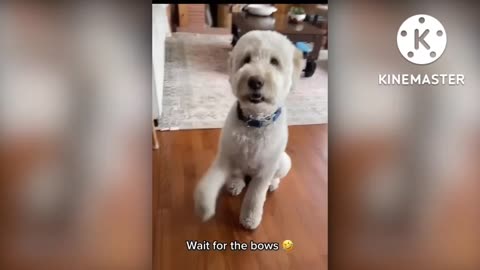 Cute puppy wait for the bows 🐶🐕 video 2022