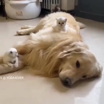 Their adopted parent 😍😍