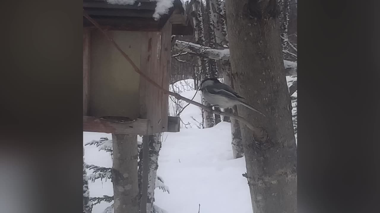 That’s my bird feeder and that’s my banjo