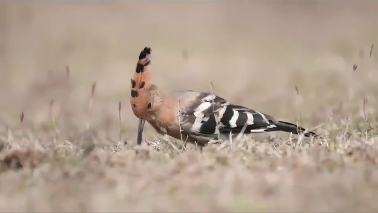 Wildlife closer view with a natural perspective.