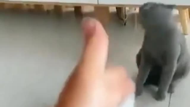 Cat shoots her