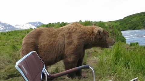 bear sits next to guy