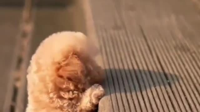 That my friend is a potato of cuteness