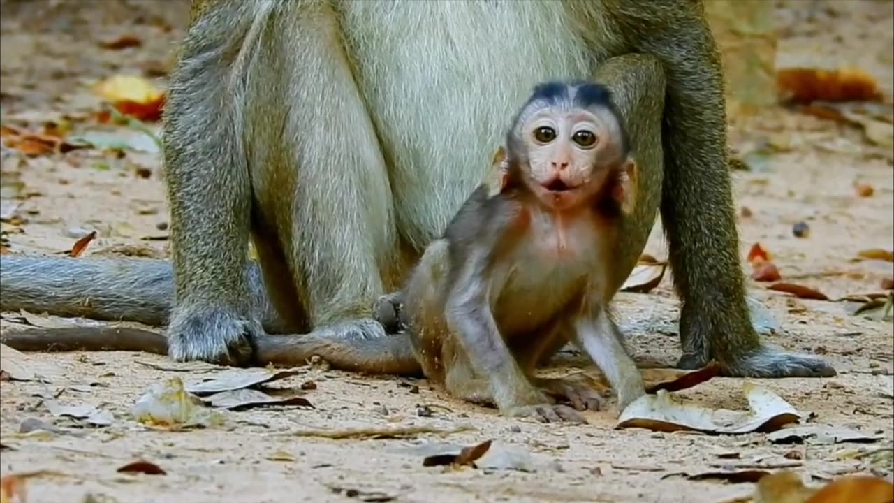 Poor baby monkey is tortured by grumpy kidnapper, mom is trying to help and get attacked.