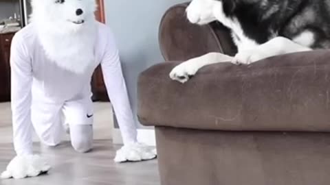 funny dog video