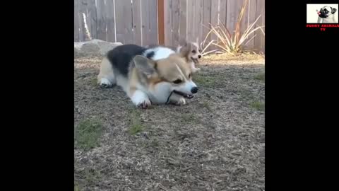 Corgi really cute