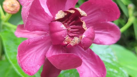 Carolina all spice flower