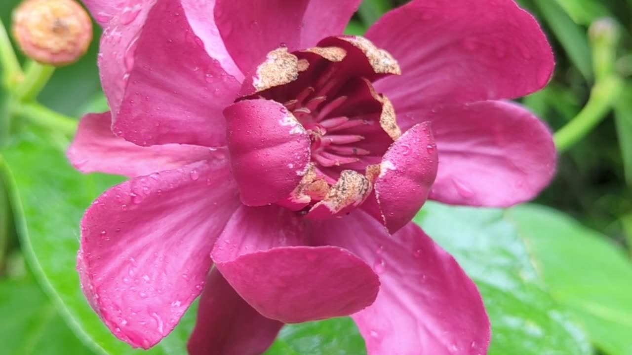 Carolina all spice flower