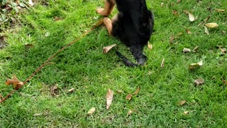 GSD Jake 4 months