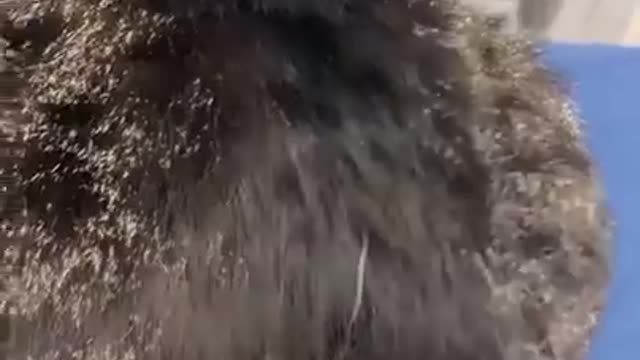 The Funniest Cat Videos on the Internet