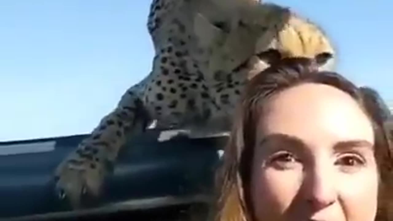 Cheetah with a girl in serengeti national park