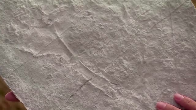 Fossil of earliest known predator unearthed in UK