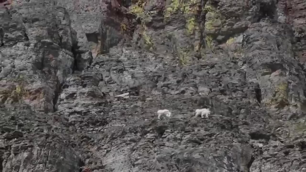 No Predator Can Catch Mountain Goats !!