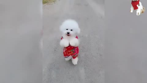 Wow lovely 🥰 Cute and Funny Dog Videos Compilation