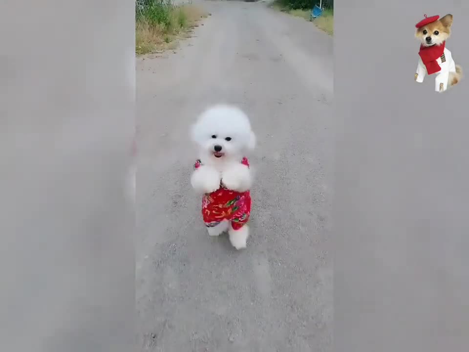 Wow lovely 🥰 Cute and Funny Dog Videos Compilation