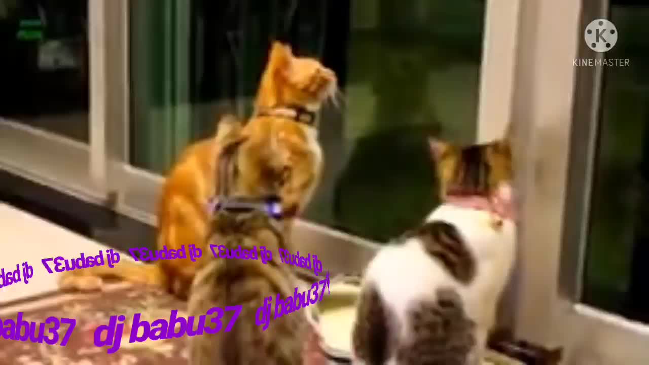 Funny Cats and Kittens Meowing Compilation