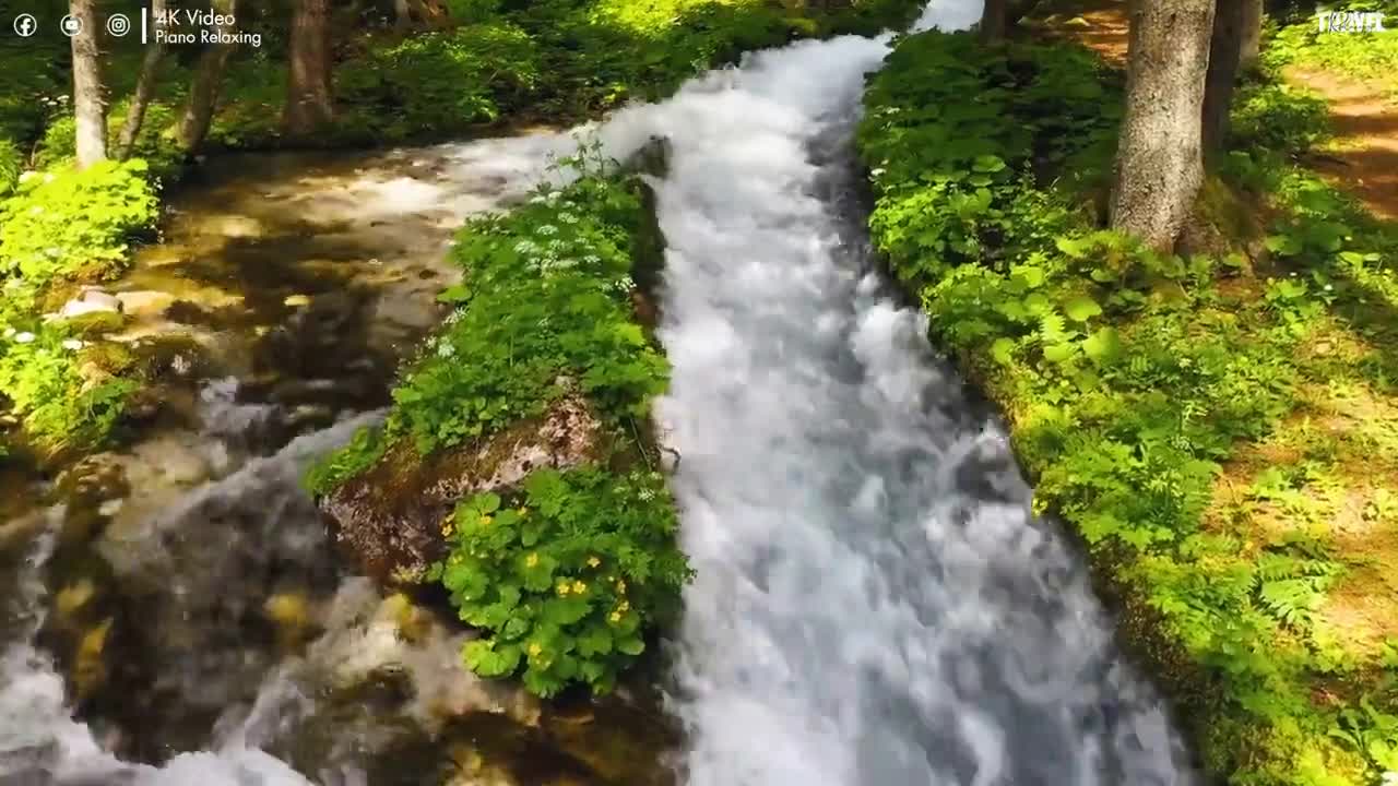 Forest 4K Nature Relaxation Film Relaxing Music