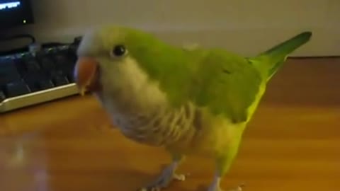 Funny Videos AMAZING Parrot Talking