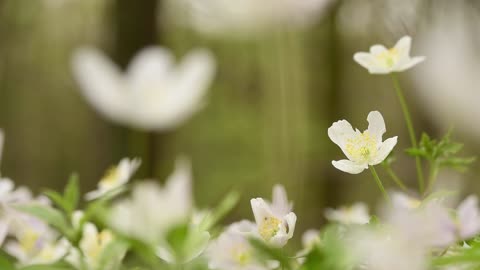 Beautiful flowers