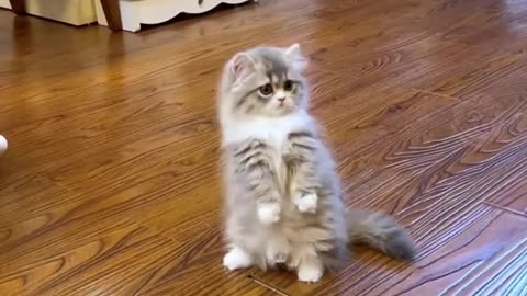 Funny cats video