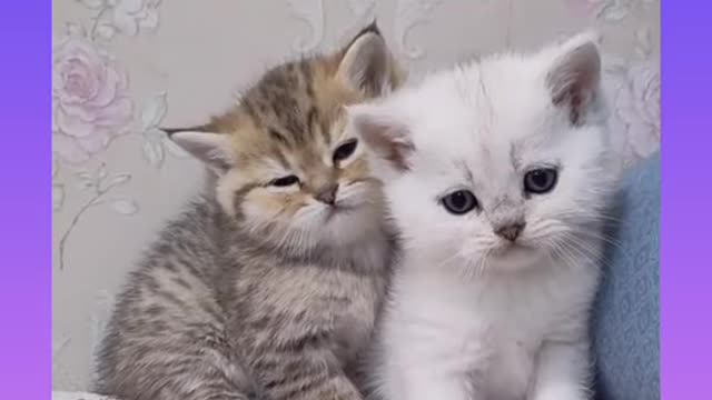 Cute and Funny Cat Videos Compilation 2021_